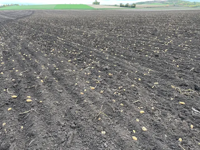 Franz Dirnbacher vor seinem Kartoffelacker in Oberstinkenbrunn. | Foto: Dirnbacher