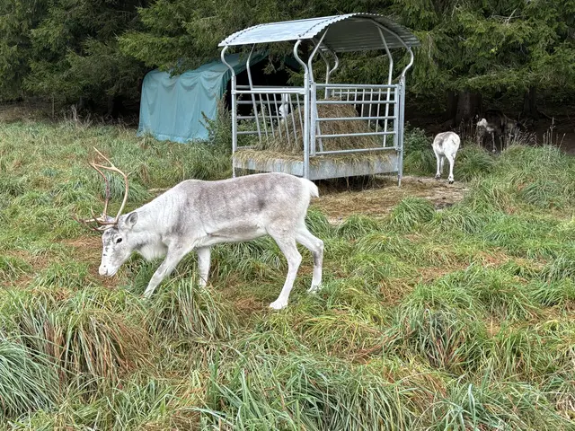 Lumi und Aurora, die beiden Rentierdamen, sollen für Nachwuchs am Hof sorgen. | Foto: MeinBezirk/Angelika Kern