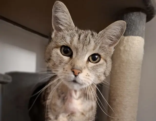 Brigitte | Foto: Pfotenhilfe