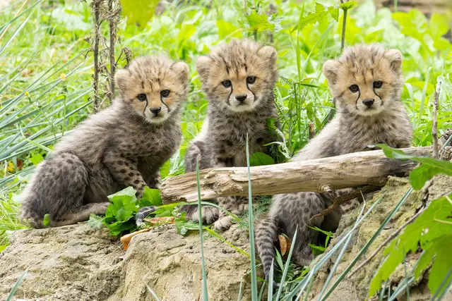 Dreifacher Nachwuchs bei den Geparden im Tiergarten Schönbrunn. | Foto: Daniel Zupanc