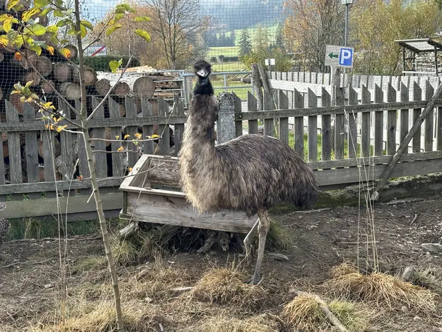 Ebenfalls neu am Hof in Tragöß ist ein – noch namenloses – Emu-Weibchen. | Foto: MeinBezirk/Angelika Kern