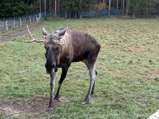 Auch Elch Brutus soll bald weibliche Unterstützung bekommen. | Foto: MeinBezirk/Angelika Kern
