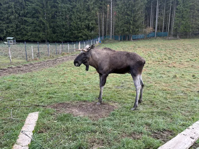 Foto: MeinBezirk/Angelika Kern