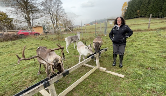 Michelle Friedam mit ihrem ganzen Stolz, den vier Rentieren Comet, Cupid, Lumi und Aurora. | Foto: MeinBezirk/Angelika Kern