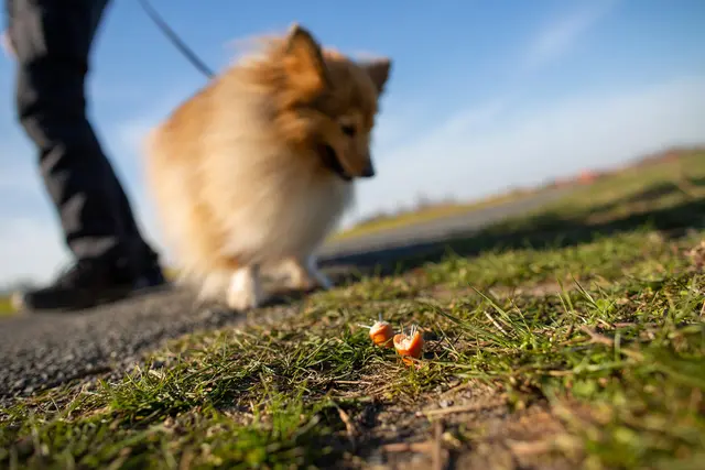 Foto: huettenhoelscher_smarterpix