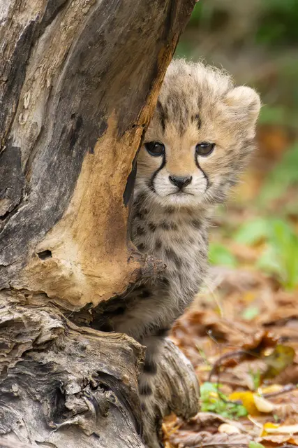 Bei den Geparden gibt es in Schönbrunn gleich dreifachen Nachwuchs. | Foto: Daniel Zupanc