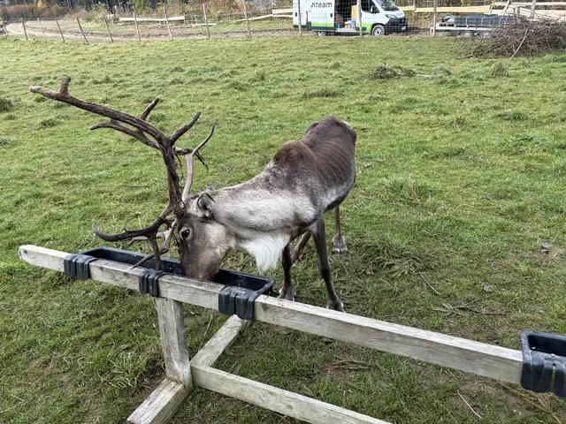 Comet ist ganz eindeutig der Chef der Bande. | Foto: MeinBezirk/Angelika Kern