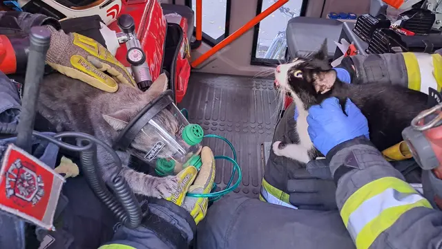 Die Feuerwehr konnte zwei Katzen aus der Wohnung retten. | Foto: Stadt Wien | Feuerwehr- und Katastrophenschutz