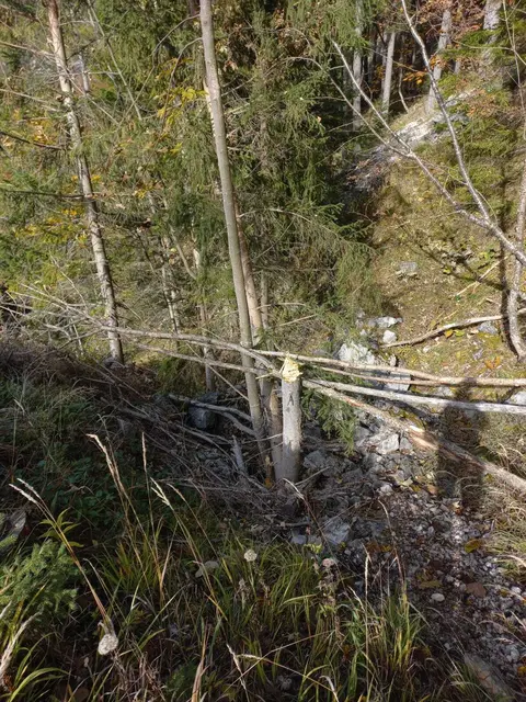 Die angehackte Fichte. | Foto: Thomas Hofer