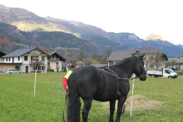 Foto: MeinBezirk/Carmen Rienzner