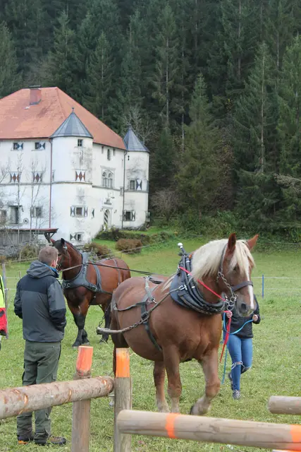 Foto: MeinBezirk/Carmen Rienzner