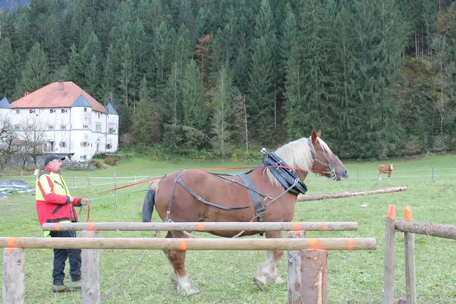 Foto: MeinBezirk/Carmen Rienzner