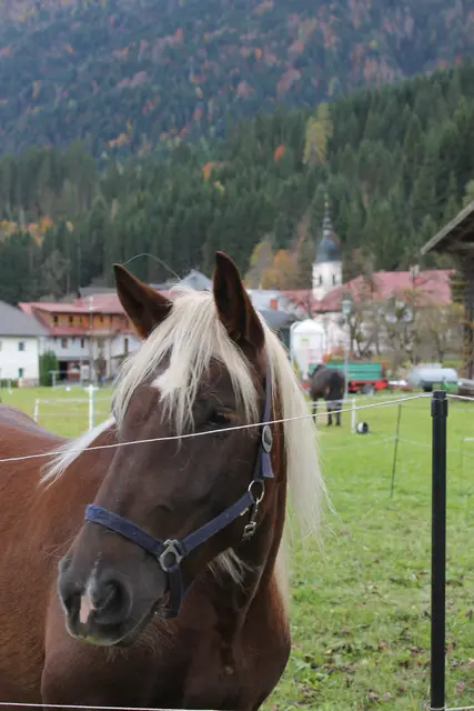 Foto: MeinBezirk/Carmen Rienzner