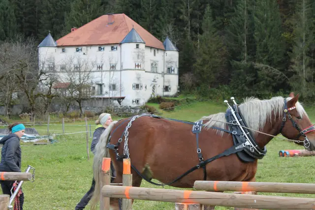 Foto: MeinBezirk/Carmen Rienzner