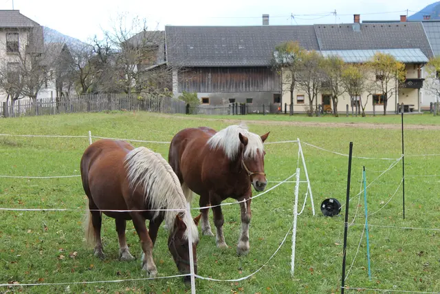 Foto: MeinBezirk/Carmen Rienzner