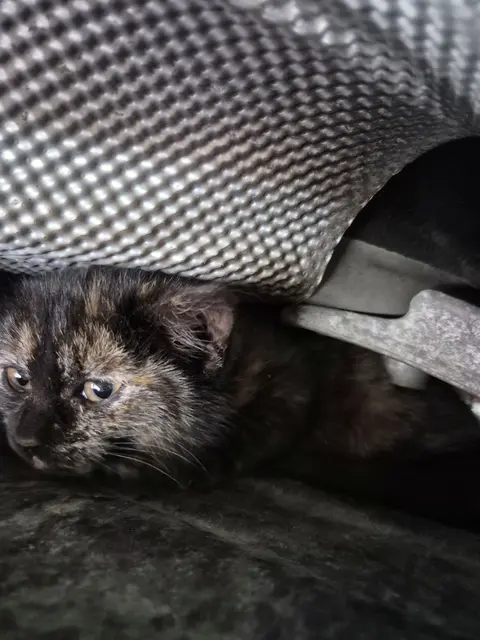 Erfolgreiche Tierrettungsaktion auf dem Öamtc-Stützpunkt in Hallein. | Foto: SAMTC