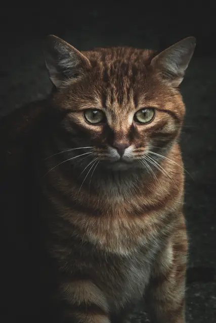 Haustiere sind neugierig und entdecken oft Dinge, die wir Menschen übersehen  wie zum Beispiel ausgelegte Köder oder Chemikalien. | Foto: Samir Ikhlef