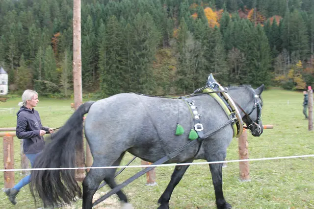 Foto: MeinBezirk/Carmen Rienzner