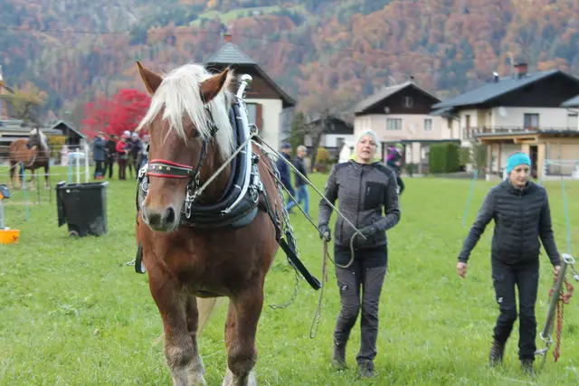 Foto: MeinBezirk/Carmen Rienzner