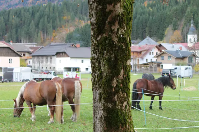 Foto: MeinBezirk/Carmen Rienzner