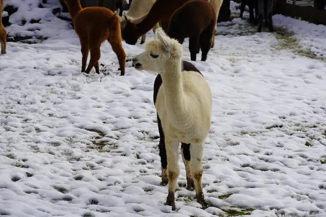Foto: Johannes Brandner