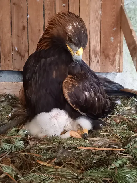 Sechs junge Steinadler wurden heuer bei den Zählungen gesichtet. | Foto: Hübner