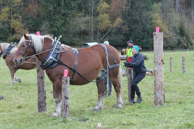 Foto: MeinBezirk/Carmen Rienzner