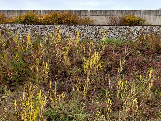 Am Bahndamm | Foto: H.Bachinger