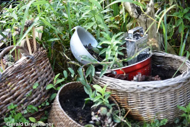 Foto: Gerald Dreisieber