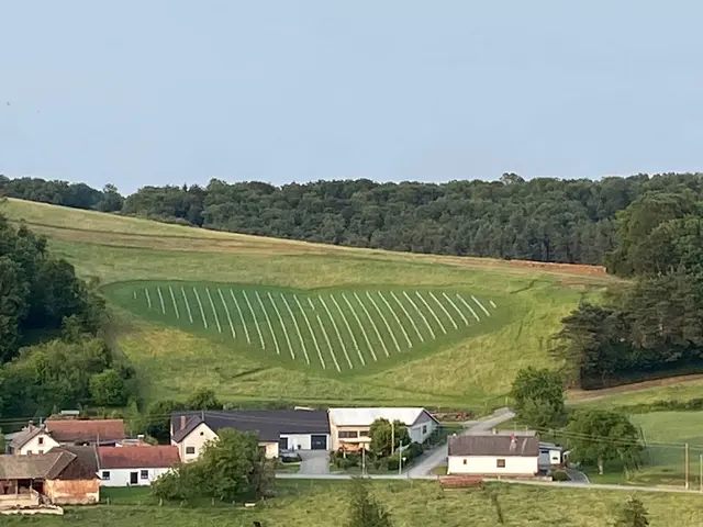 Christoph Kurta-Bauer hat in Inzenhof 1.200 Uhudlerreben in Herzform gepflanzt.  | Foto: Christoph Kurta-Bauer