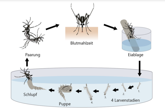 Lebenszyklus der Asiatischen Tigermücke. | Foto: AGES