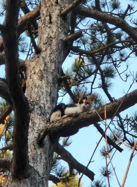 Kater "Minka" hatte sich auf einen hohen Baum verirrt. | Foto: FF Lindabrunn