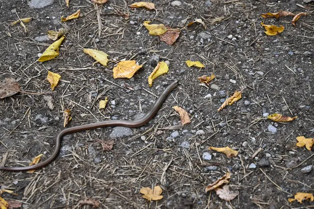 Blindschleiche