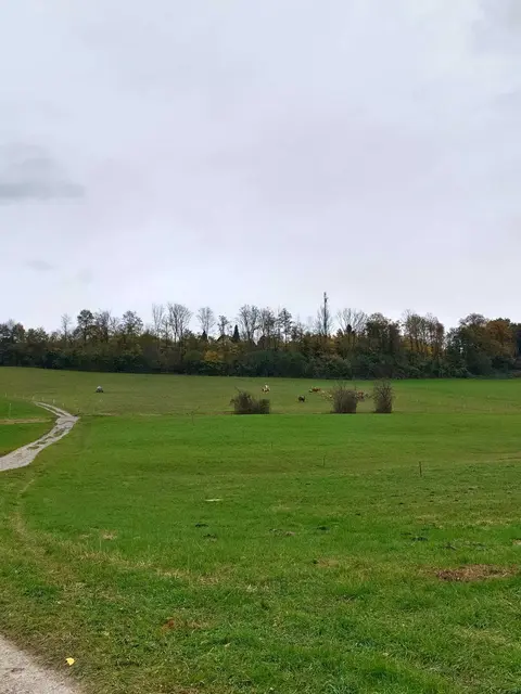 Das Gebiet liegt östlich der Sam-Siedlung und südlich des Höhenzuges der Siedlung Bergsam bzw. unterhalb der ehemaligen Salzkammergut-Lokalbahn-Trasse („Ischler-Trasse“). | Foto: Tamara Zuchna