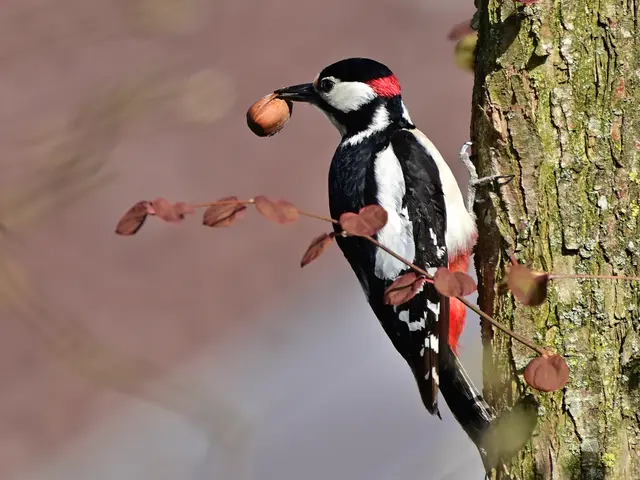 Der Buntspecht ist unsere häufigste Spechtart und legt im Herbst einen Wintervorrat an; im Bild ein Männchen mit einer Eichel. © B. Rosenberger https://www.facebook.com/profile.php?id=100077004376670