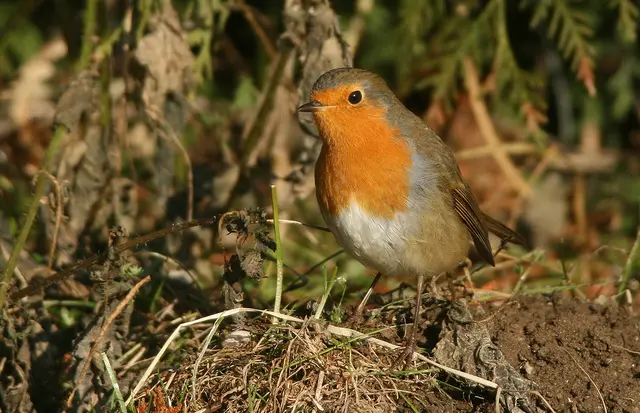 Rotkehlchen bauen in Gebüschen und Sträuchern ihr offenes Nest. © J. Limberger