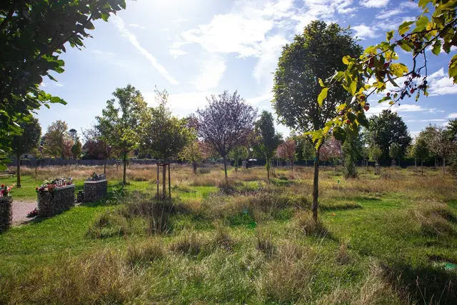 Die Pflanzen auf der neuen Urnenbestattungsstelle sollen den Kreislauf des Lebens widerspiegeln.  | Foto: Friedhöfe Wien