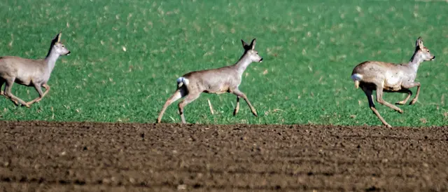Wenn sich die Tage verkürzen, steigt das Risiko für Wildunfälle deutlich an. | Foto: FOTOKERSCHI.AT / KERSCHBAUMMAYR 