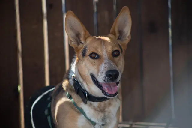Der 2021 geborene Mischlingsrüde Floky hat in seinem bisherigen Leben leider nicht viel kennen gelernt. | Foto: TSA