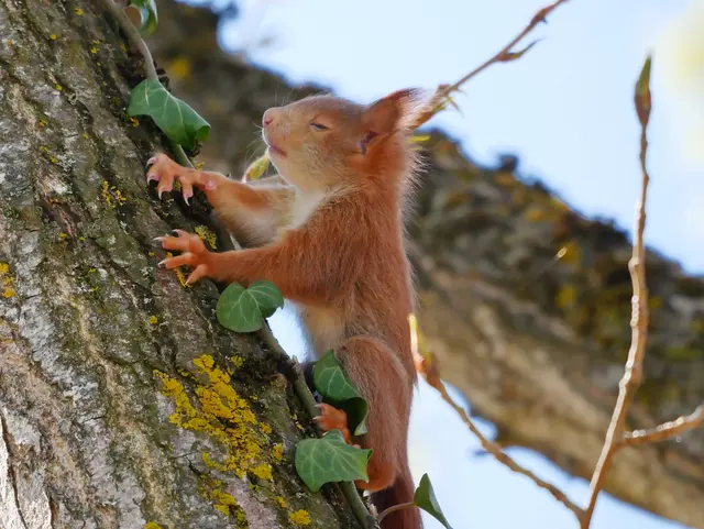 Oft sieht man ein Eichhörnchen-Nest (Kobel) ganz hoch in alten Bäumen. © R. Jagersberger