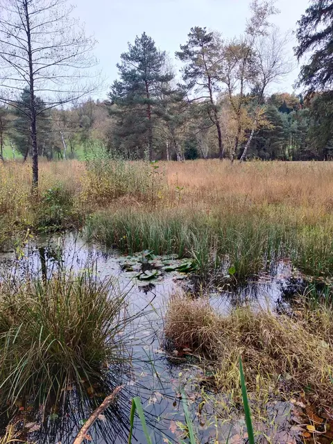 Das Samer Mösl im Stadtteil Langwied. Der Name sich bezieht auf die junge, erst in den ersten Jahren des 21. Jahrhunderts als solche gewachsene Siedlung Sam. | Foto: Tamara Zuchna