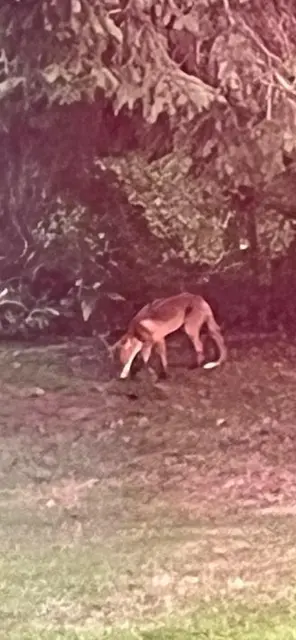 Der Fuchs im Garten des Bürgermeisters – aus rund 35 Meter Entfernung | Foto: Stefan Steinbichler