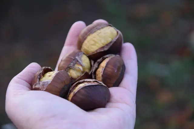 Herbst ist Maronizeit | Foto: Preineder