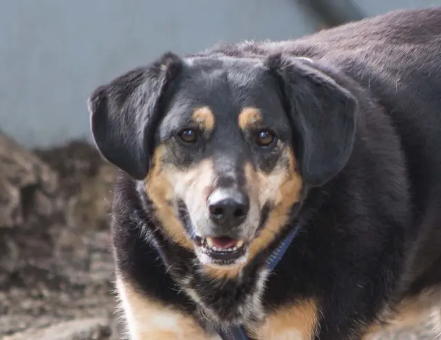 Der freundliche, gemütliche, 2018 geborene Mischlingsrüde Lordi ist menschenfreundlich und kann auch zu Kindern ab Teenager-Alter vergeben werden.  | Foto: TSA