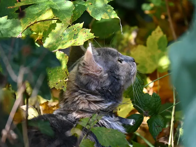 Kleine Katze im Grünen. | Foto: Herbert Ziss