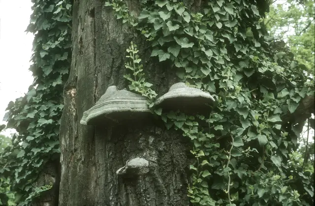 Efeubewachsene Bäume bieten vielen Tieren Nahrung und Lebensraum. © J. Limberger