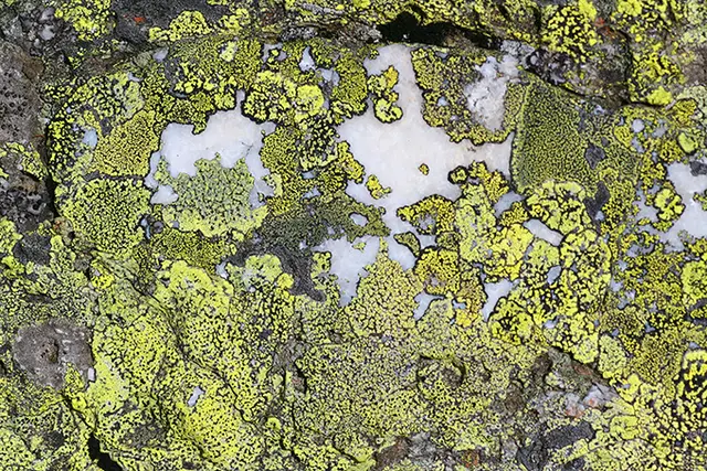 Die Landkartenflechte, eine Symbiose aus Alge und Pilz wächst gerne an Grabsteinen. © R. Türk