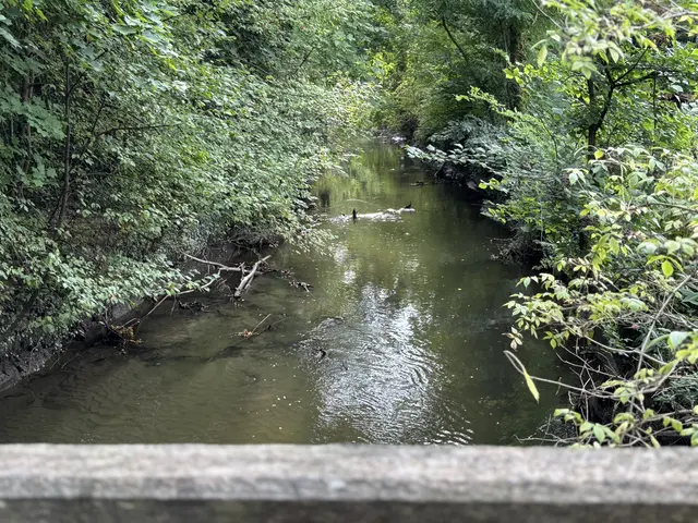 Die Renaturierung des Mühlbachs Mureck–Radkersburg startet.

 | Foto: MeinBezirk/Gerda Sammer-Schmidt