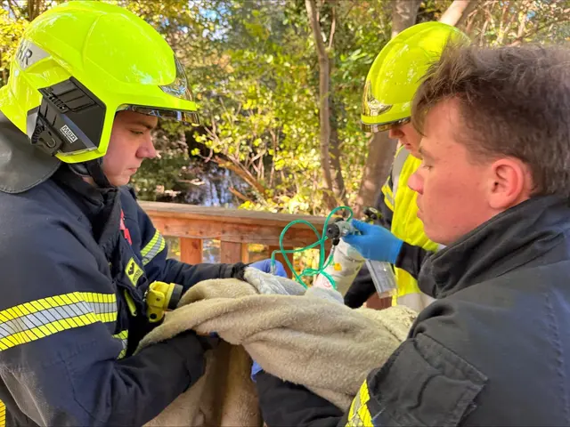 Der Vogel wurde mit Sauerstoff versorgt und warmgehalten. | Foto: FF Schwechat