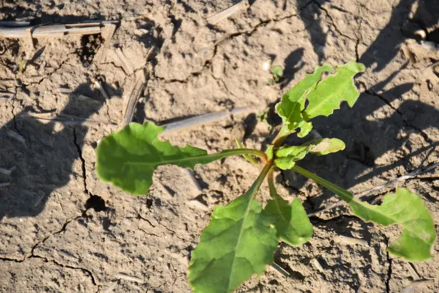 ntensive Diskussion über Alternativen für den Rübenplatz. | Foto: Alexandra Goll